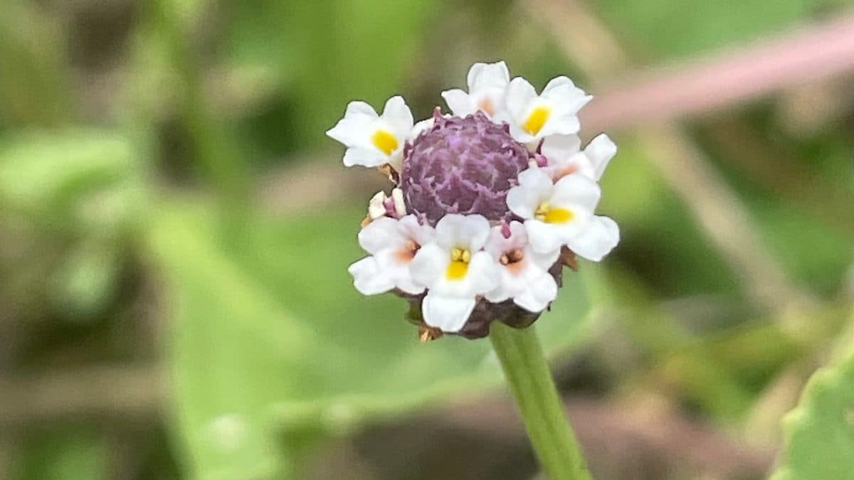 A frogfruit flower head ringed with small white flowers
