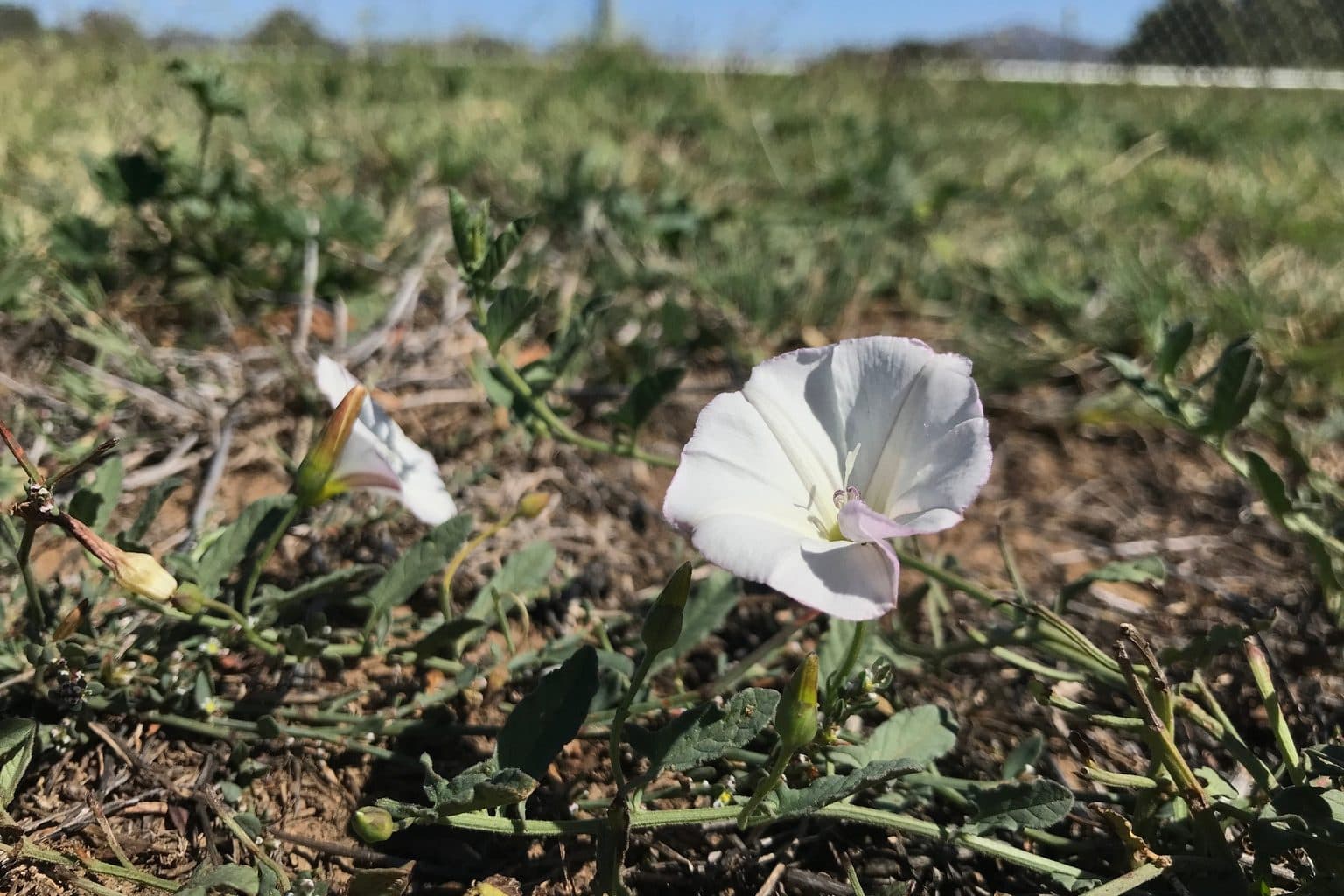 Two white field bindweed flowers on a low vine over bare soil