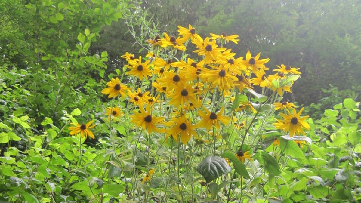 A clump of Black-eyed Susan flowers with yellow petals and dark brown centers growing against a backdrop of green foliage