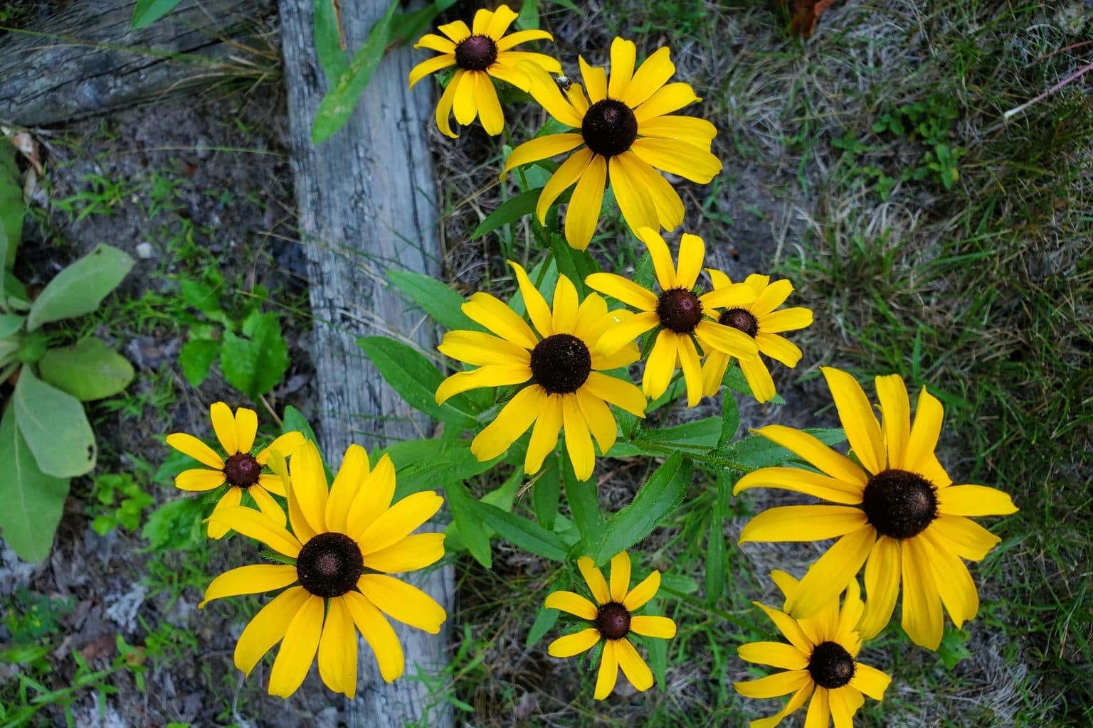 A clump of black-eyed Susans with golden petals and dark centers beside a weathered wooden post