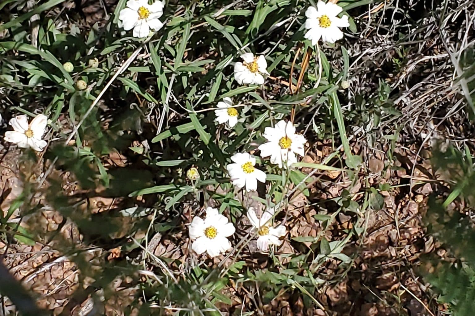 White blackfoot daisy flowers with yellow centers