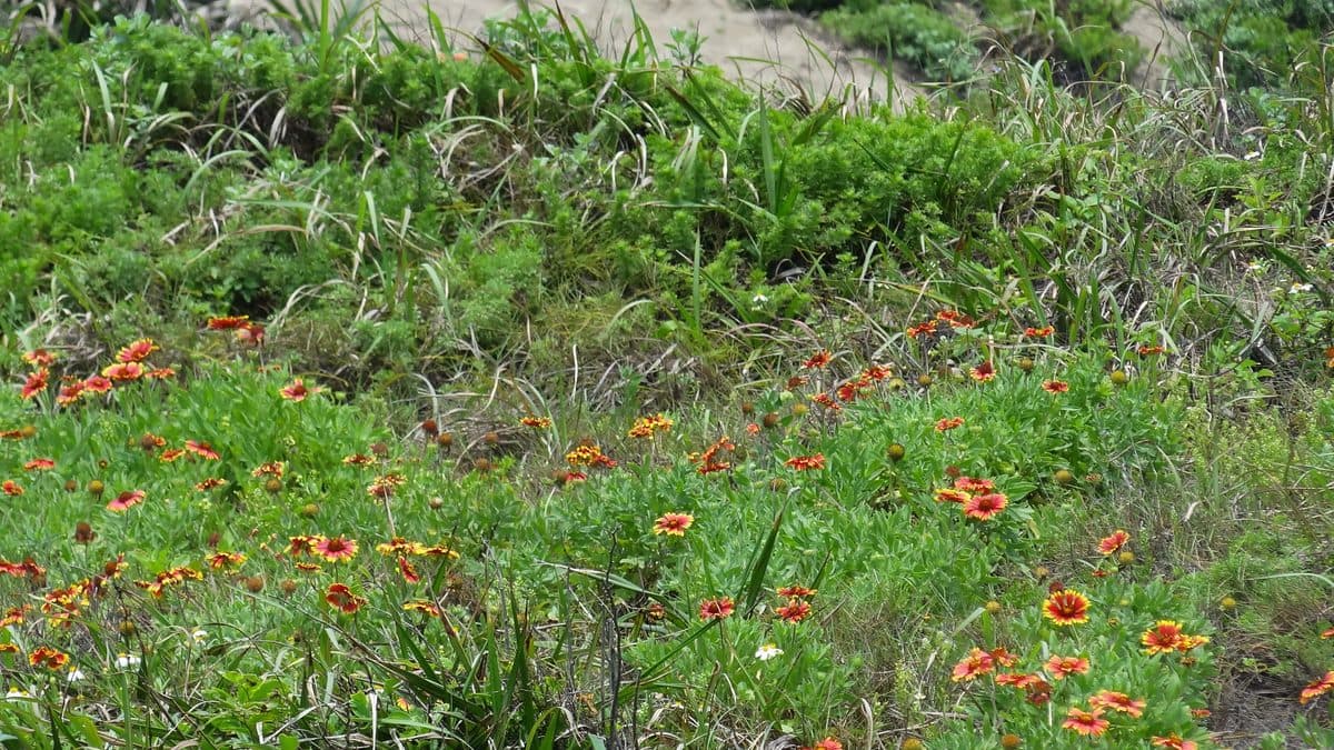 Red and yellow blanket flowers scattered across a grassy slope