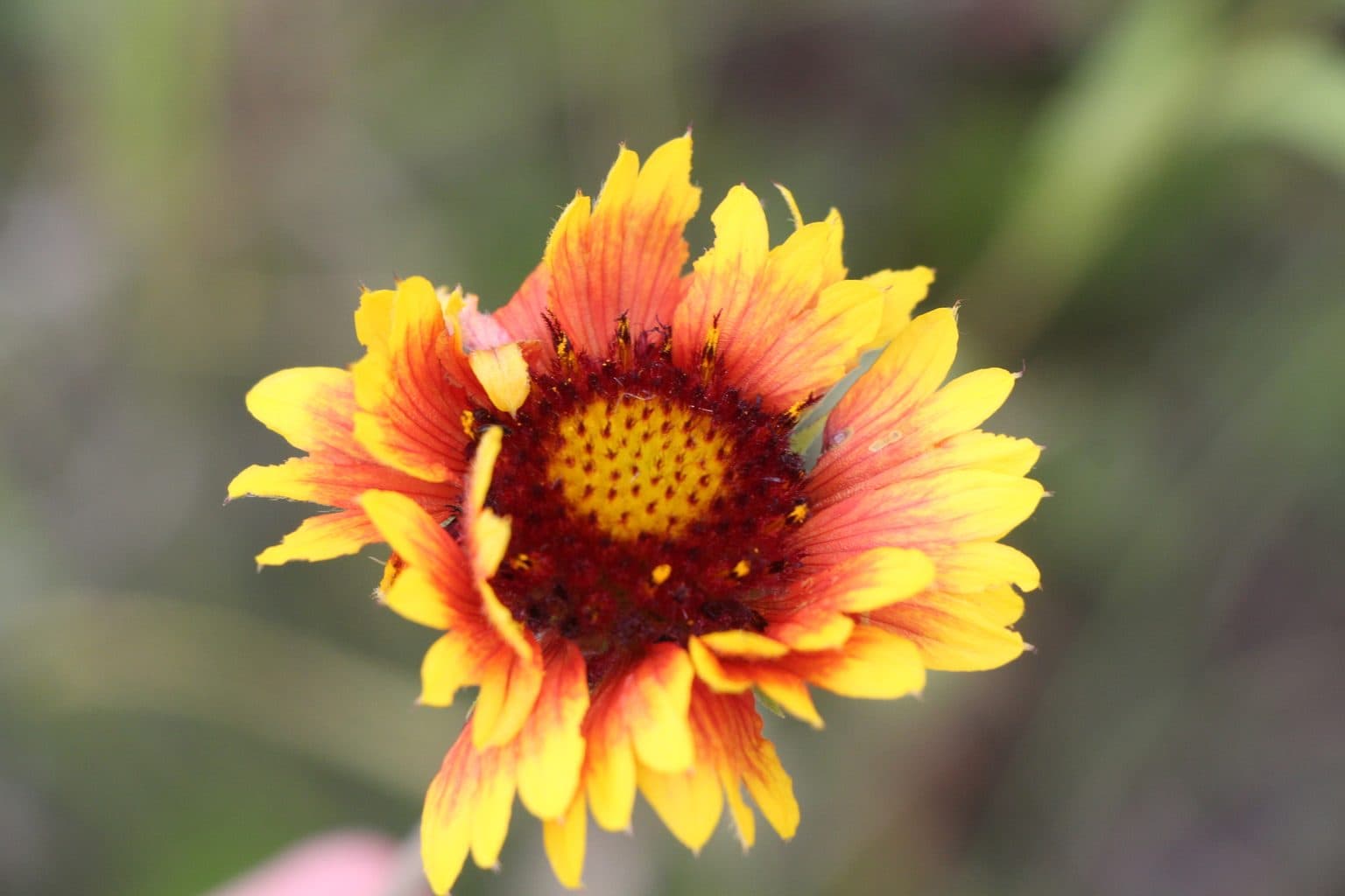 A red and yellow blanket flower bloom