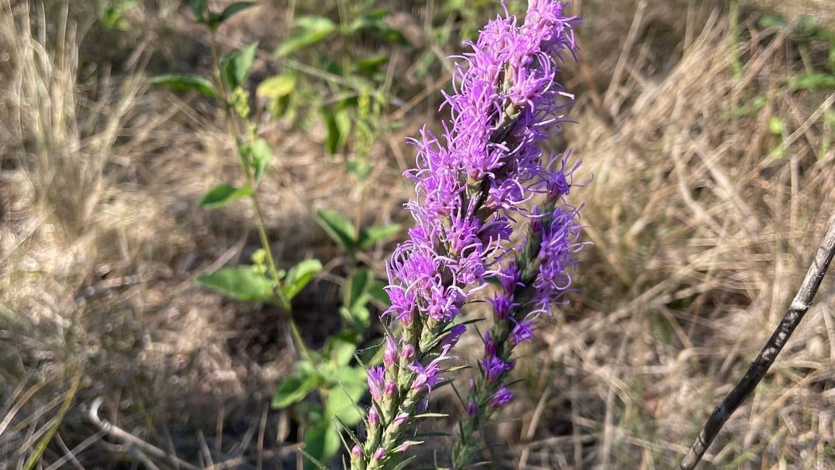 A purple Texas gayfeather spike in dry grass
