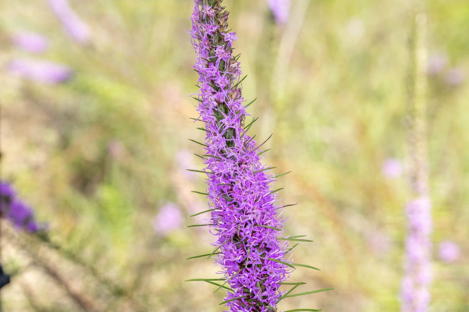 A purple Texas gayfeather spike in a meadow