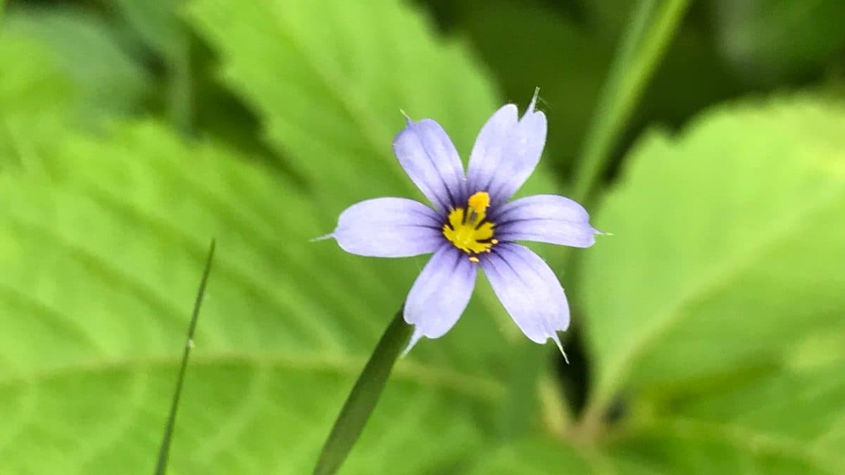 A blue-violet blue-eyed grass flower with a yellow center