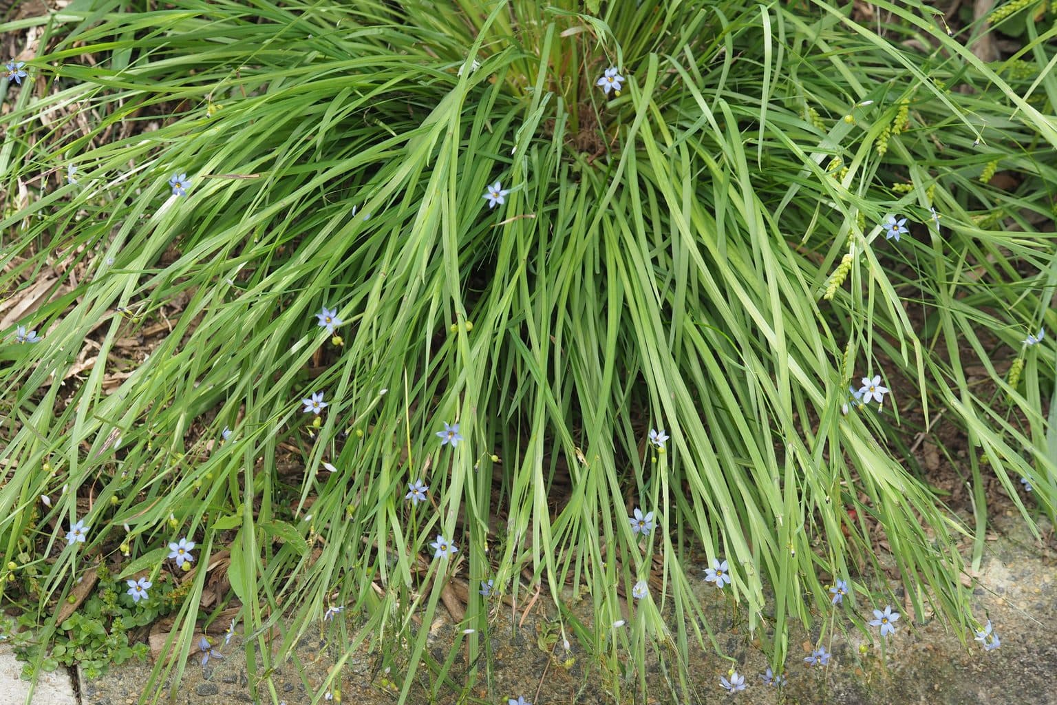 A grassy clump of blue-eyed grass with small blue flowers