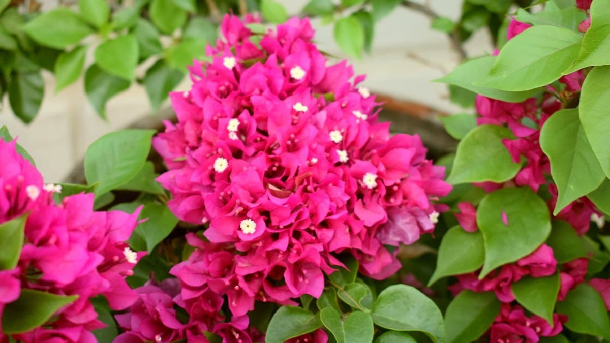 Bougainvillea vine with clusters of magenta bracts and green leaves