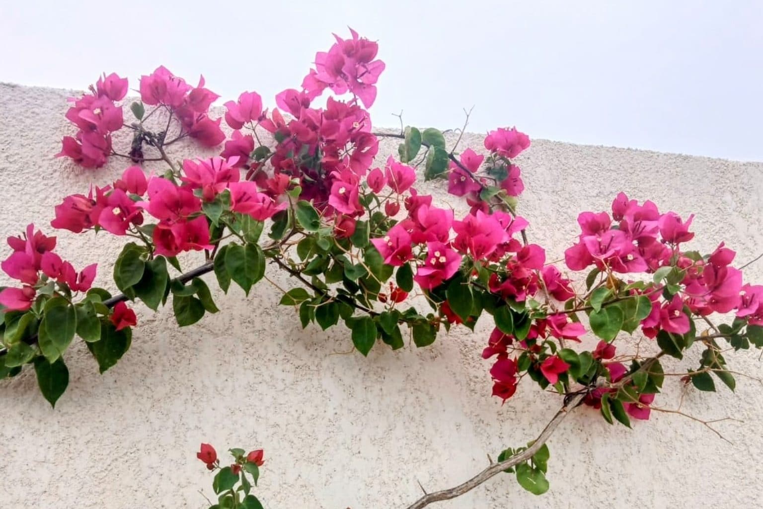 Magenta bougainvillea bracts trailing across a cream stucco wall
