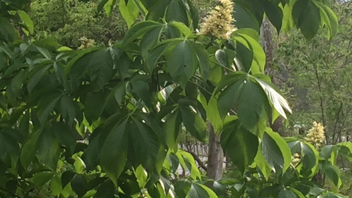 Ohio buckeye branches with large five-part leaves in a wooded park