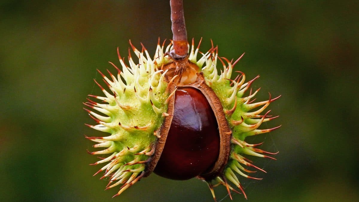 A spiky green horse chestnut husk split open to show a glossy brown conker inside