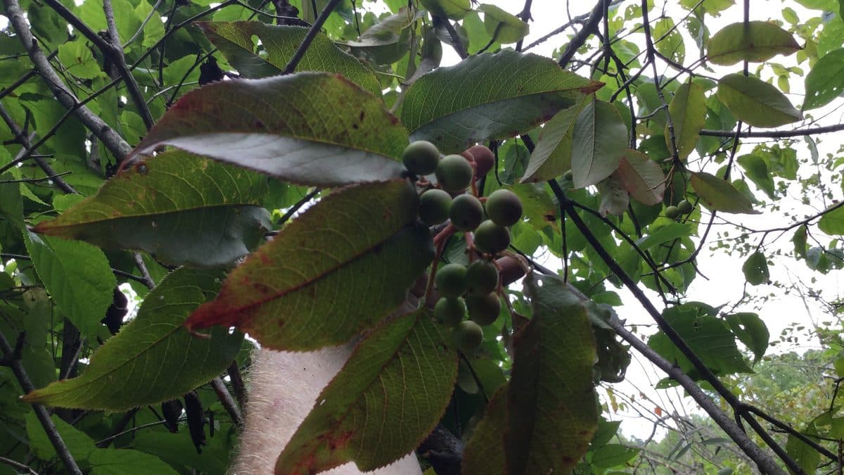 Clusters of round dark berries hanging below green and reddening viburnum leaves