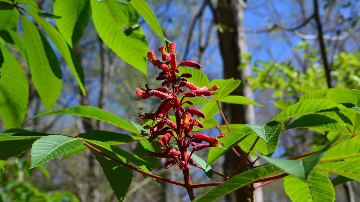 An upright spike of narrow red tubular flowers above large five-part buckeye leaves
