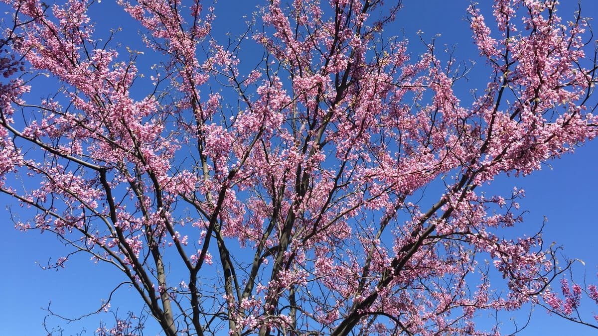 An eastern redbud tree covered in pink flowers on bare branches against a blue sky