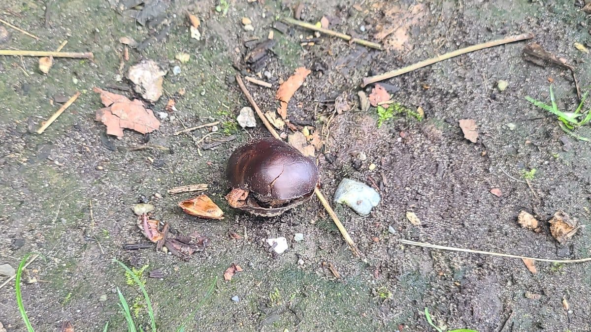 A single glossy brown buckeye seed lying on bare dirt among dry leaves and twigs