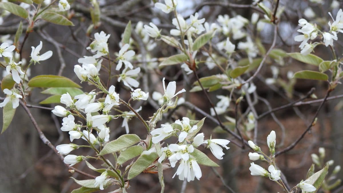Clusters of small white serviceberry flowers on thin branches with new leaves