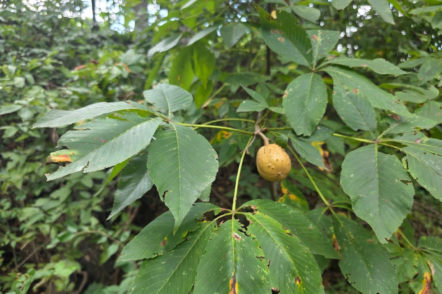 A single tan buckeye husk hanging from a branch among large five-part Ohio buckeye leaves