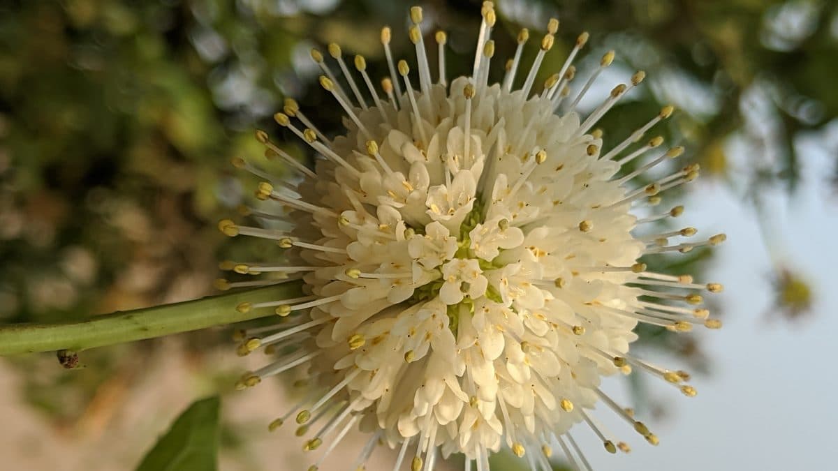 A close-up of a round white buttonbush flower head