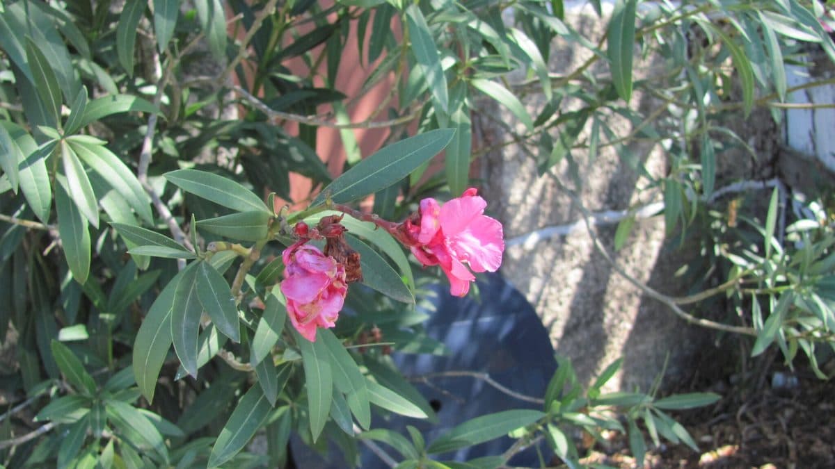Pink oleander flowers among narrow leaves