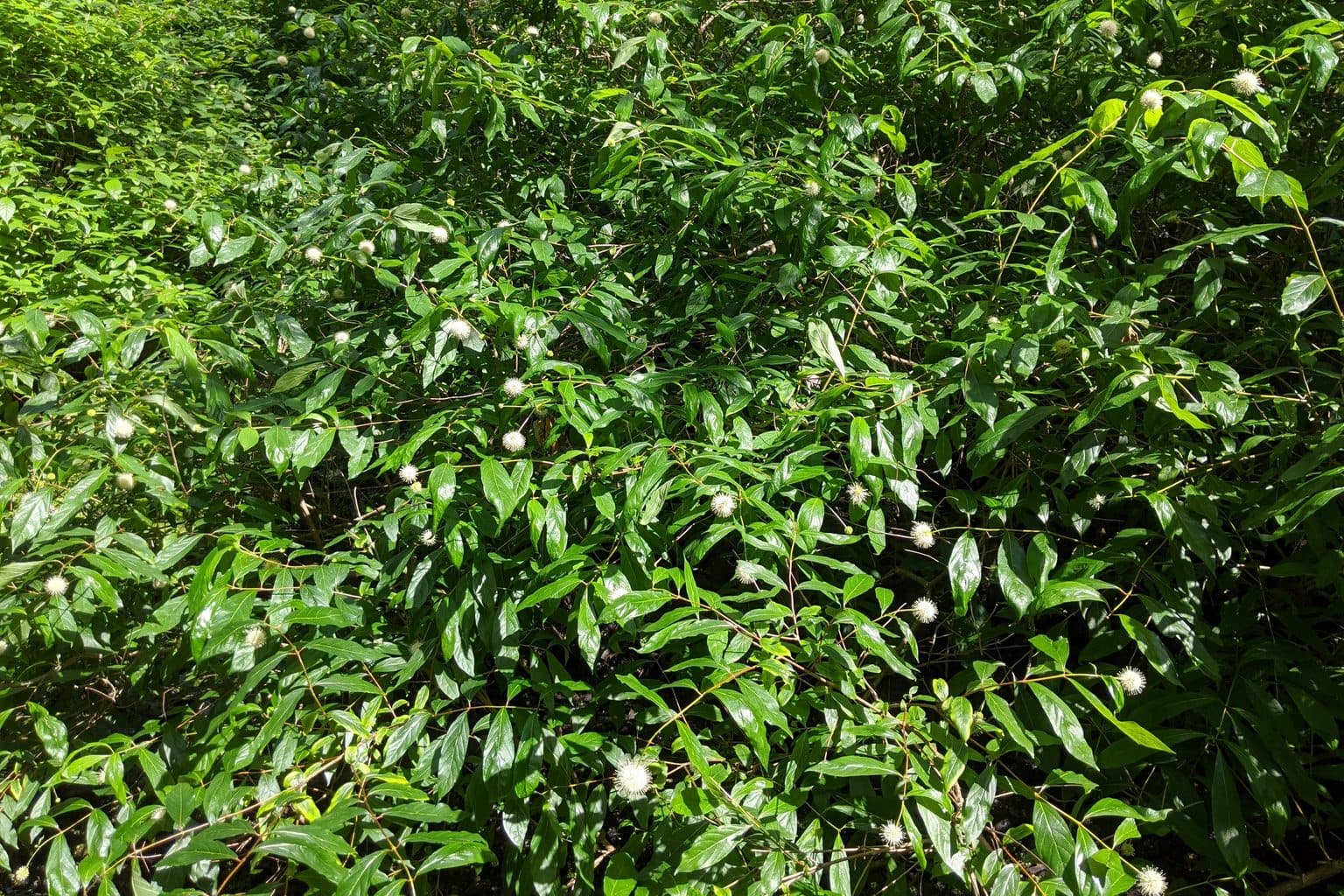 A buttonbush thicket with scattered round white flower heads