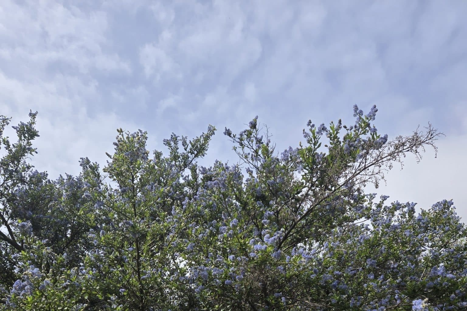 A large blueblossom ceanothus shrub covered in pale blue flower clusters against a cloudy sky