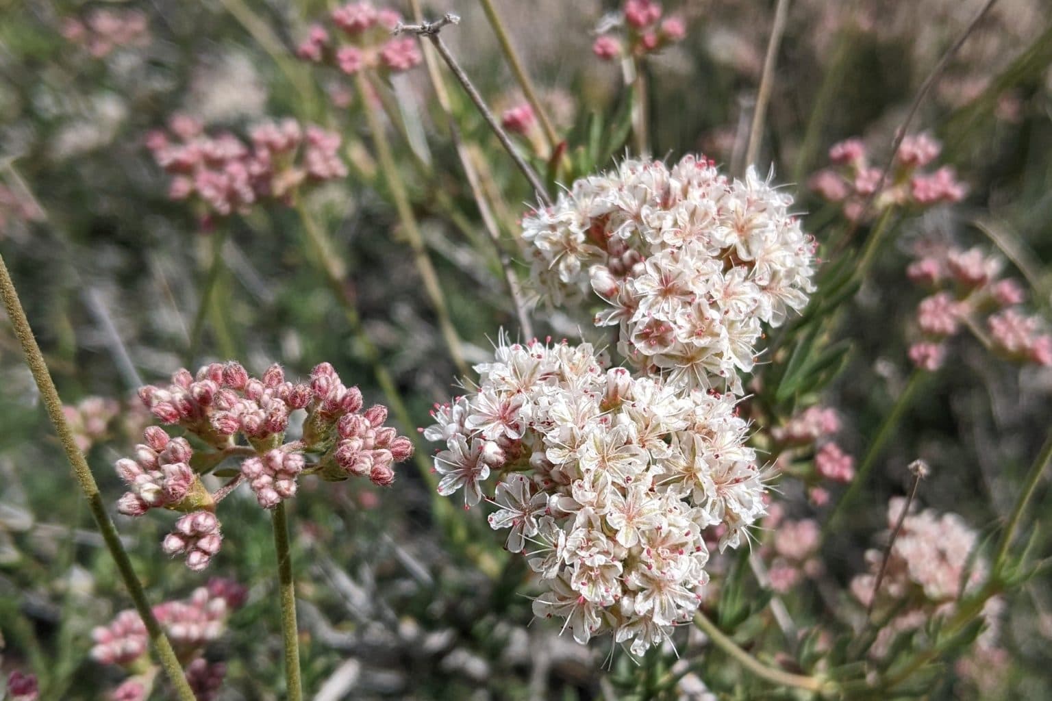 Round cream and pink California buckwheat flower heads on thin stems with a blurred rocky background