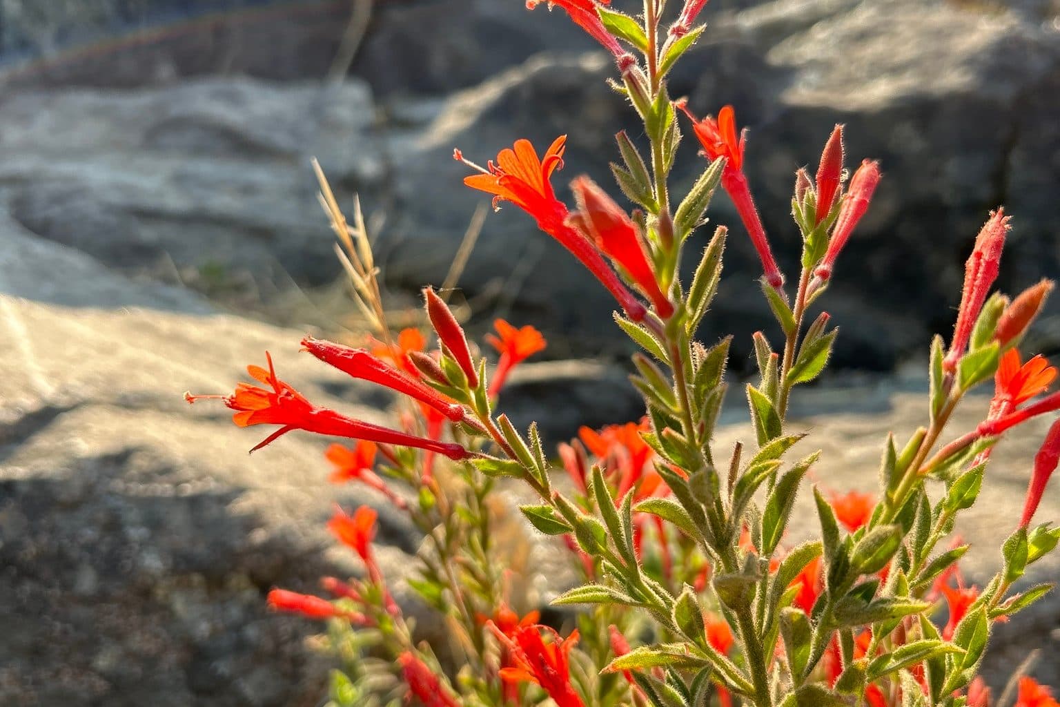 Bright scarlet tubular California fuchsia flowers on gray-green stems growing out of a rock crevice