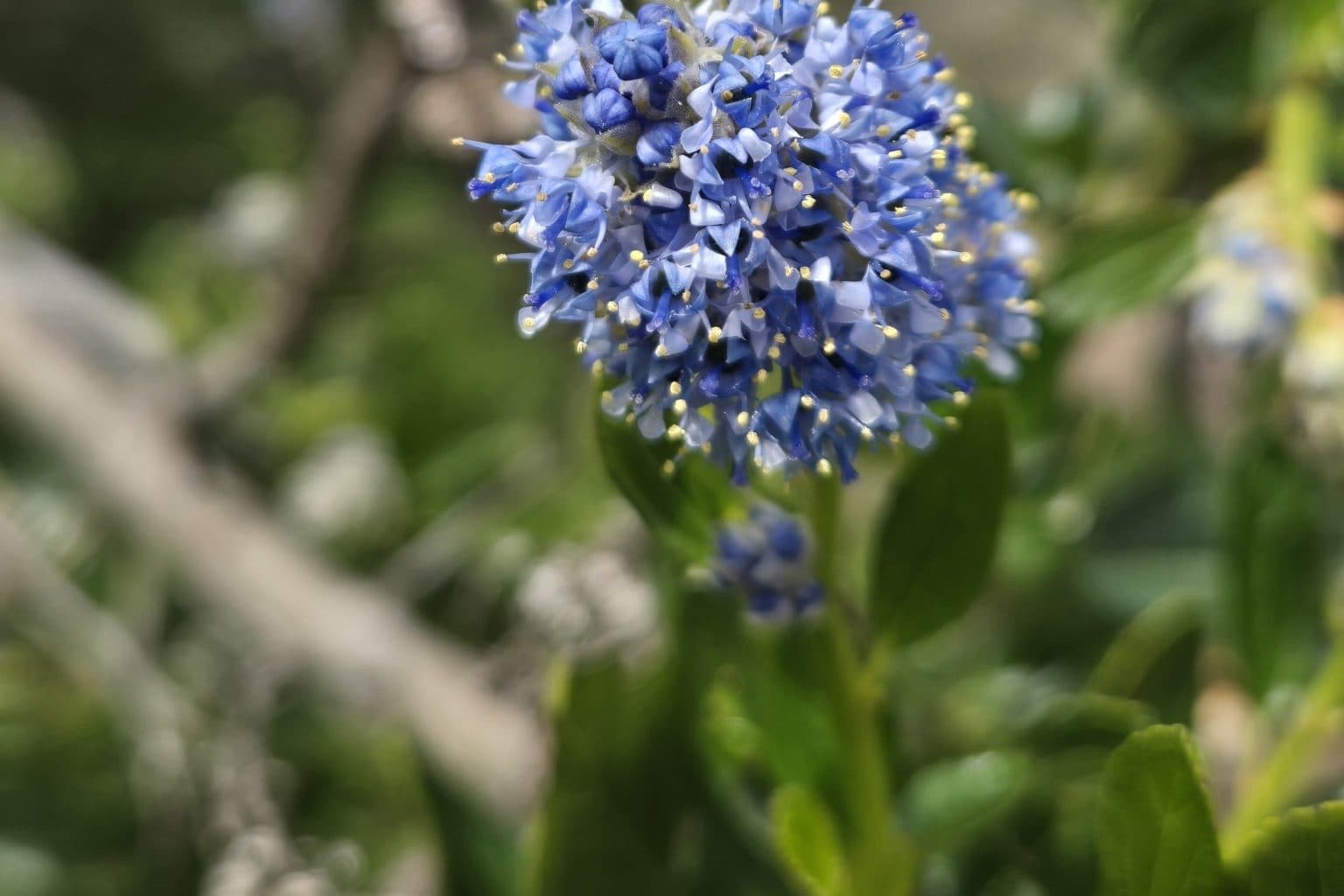 Close-up of a single round blueblossom flower cluster, dozens of tiny violet-blue flowers with pale stamens, against blurred green leaves