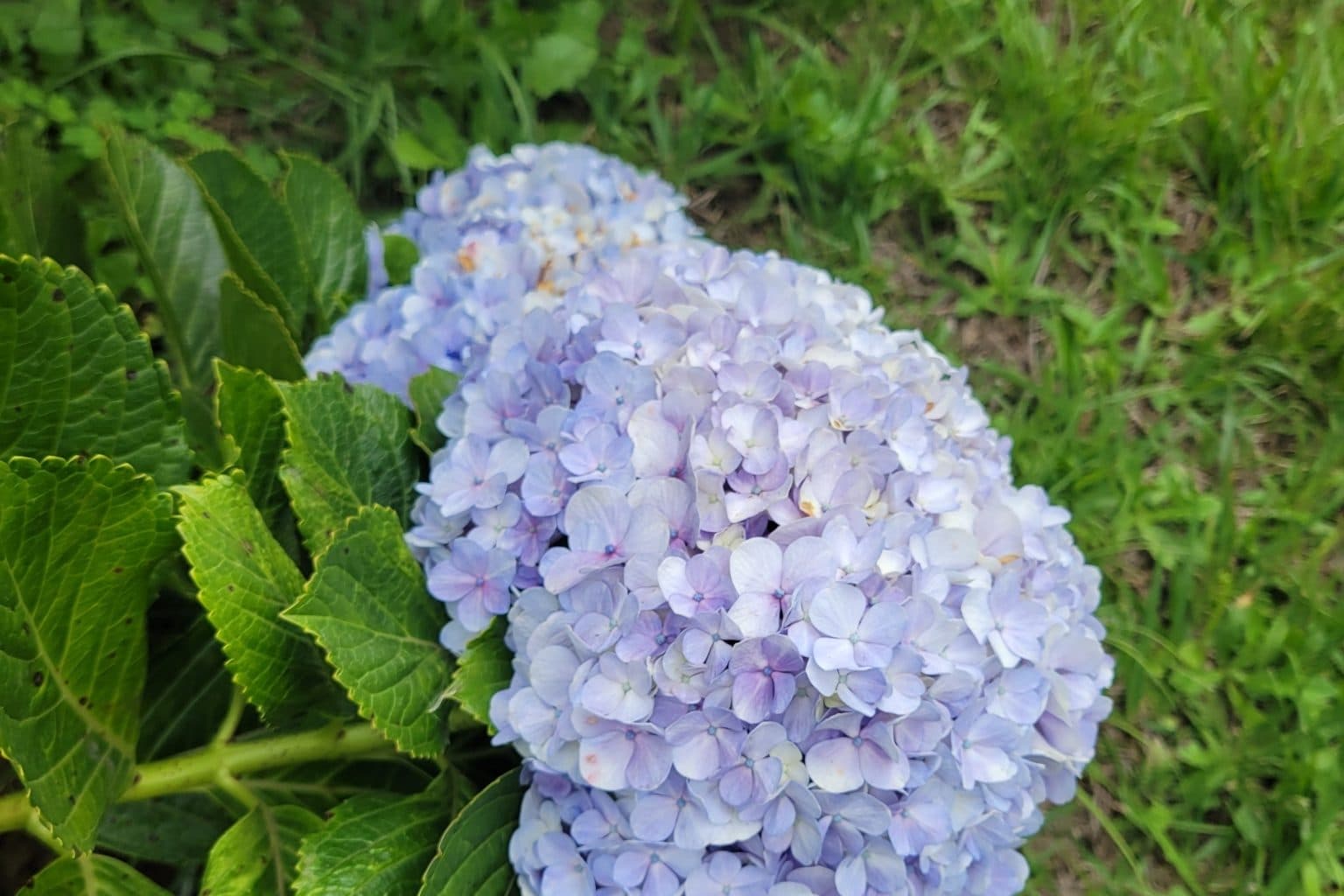 Two lavender-blue hydrangea mophead flower heads above large toothed green leaves