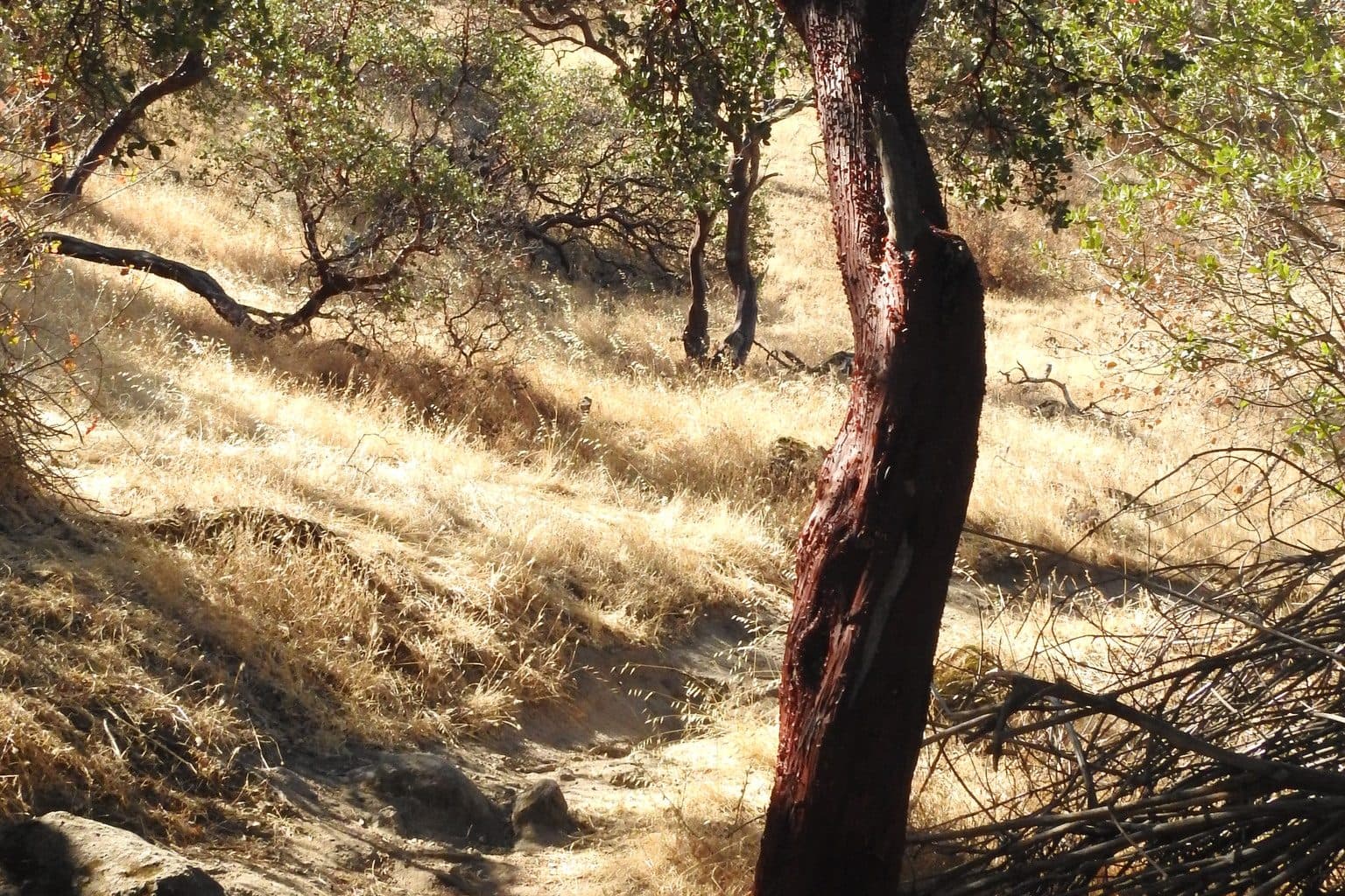 The smooth dark-red trunk of a common manzanita in the foreground with dry golden grass and oak woodland behind it