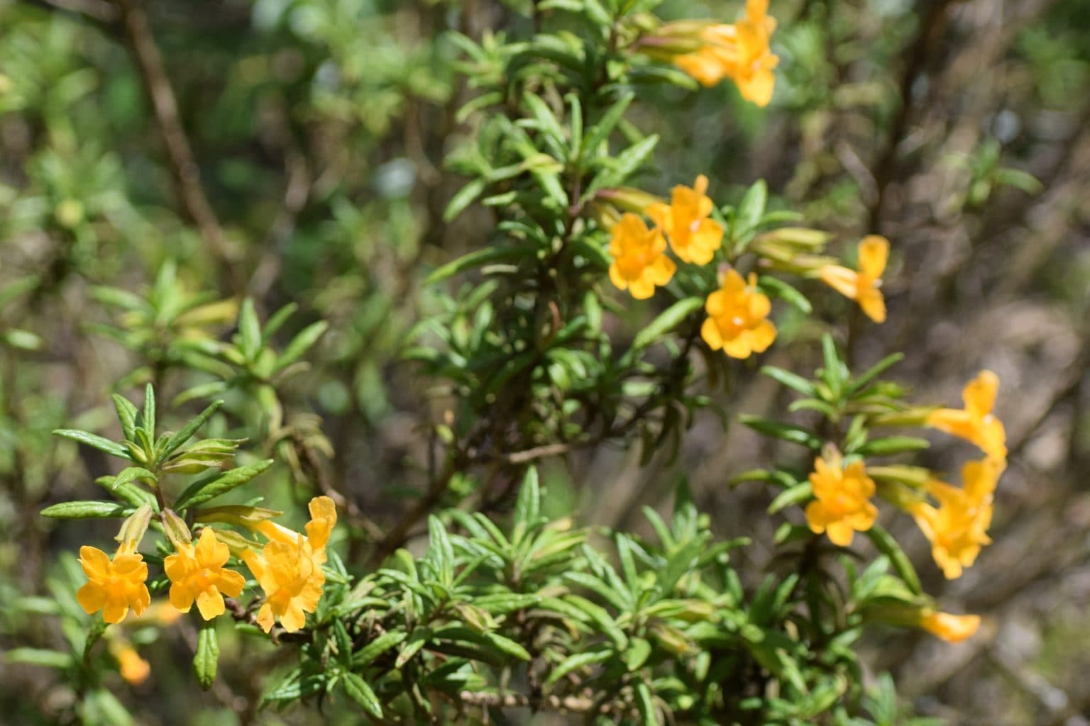 Orange sticky monkeyflower blooms scattered across a shrub of narrow dark green leaves