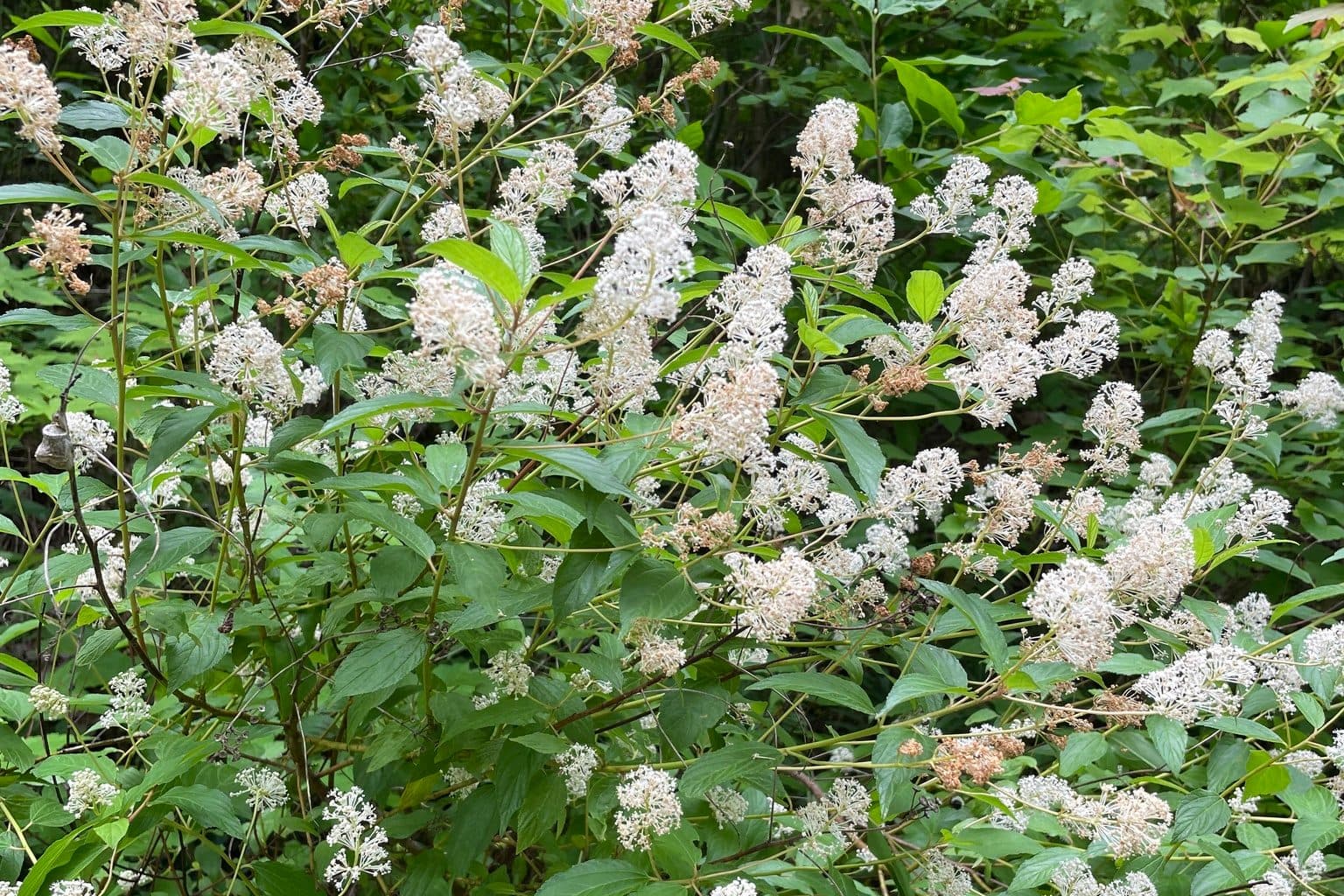 A New Jersey tea shrub covered in fluffy white flower clusters above oval green leaves, growing along a road edge