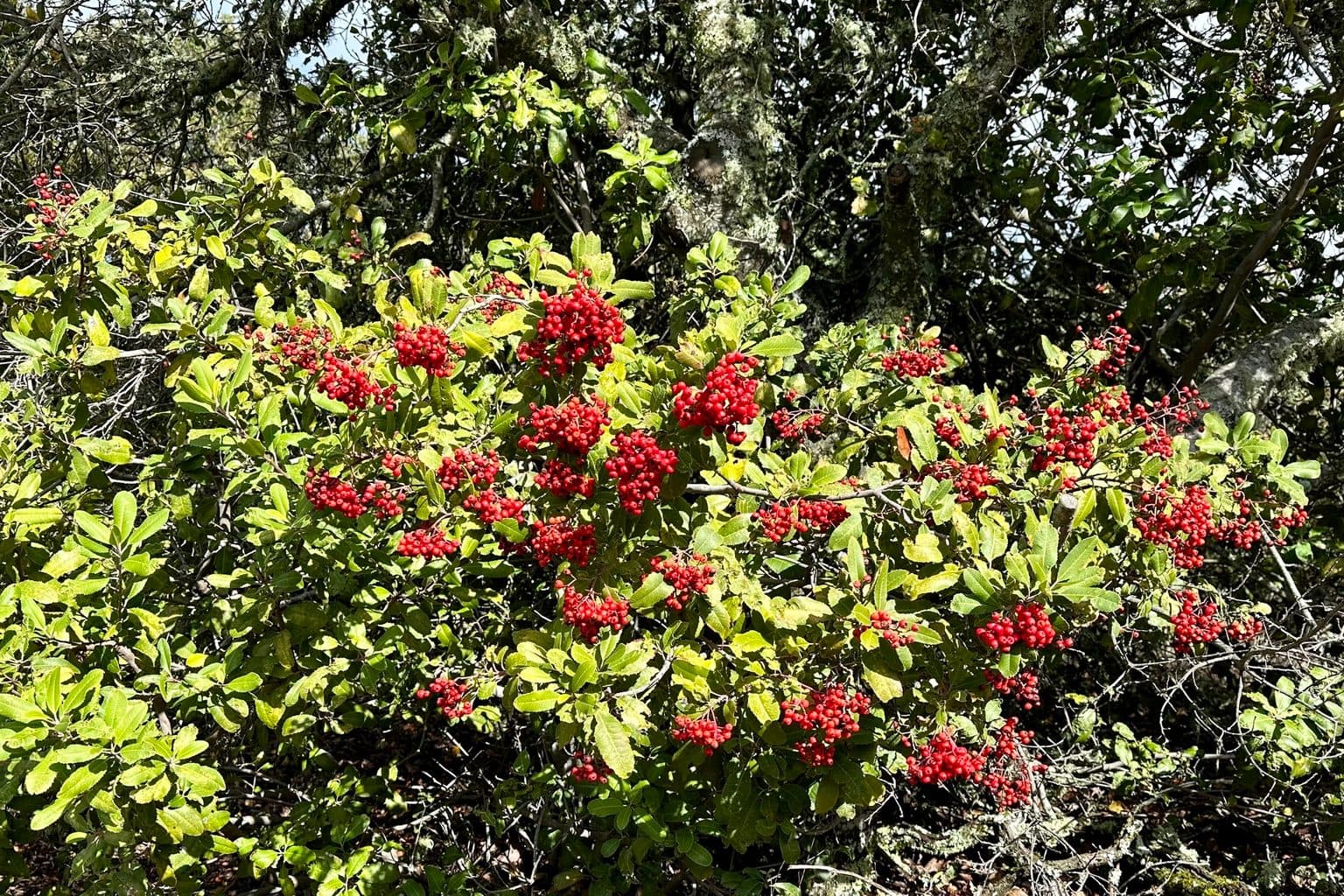 A toyon shrub in full winter berry, dense clusters of bright red berries over glossy green leaves in open sun