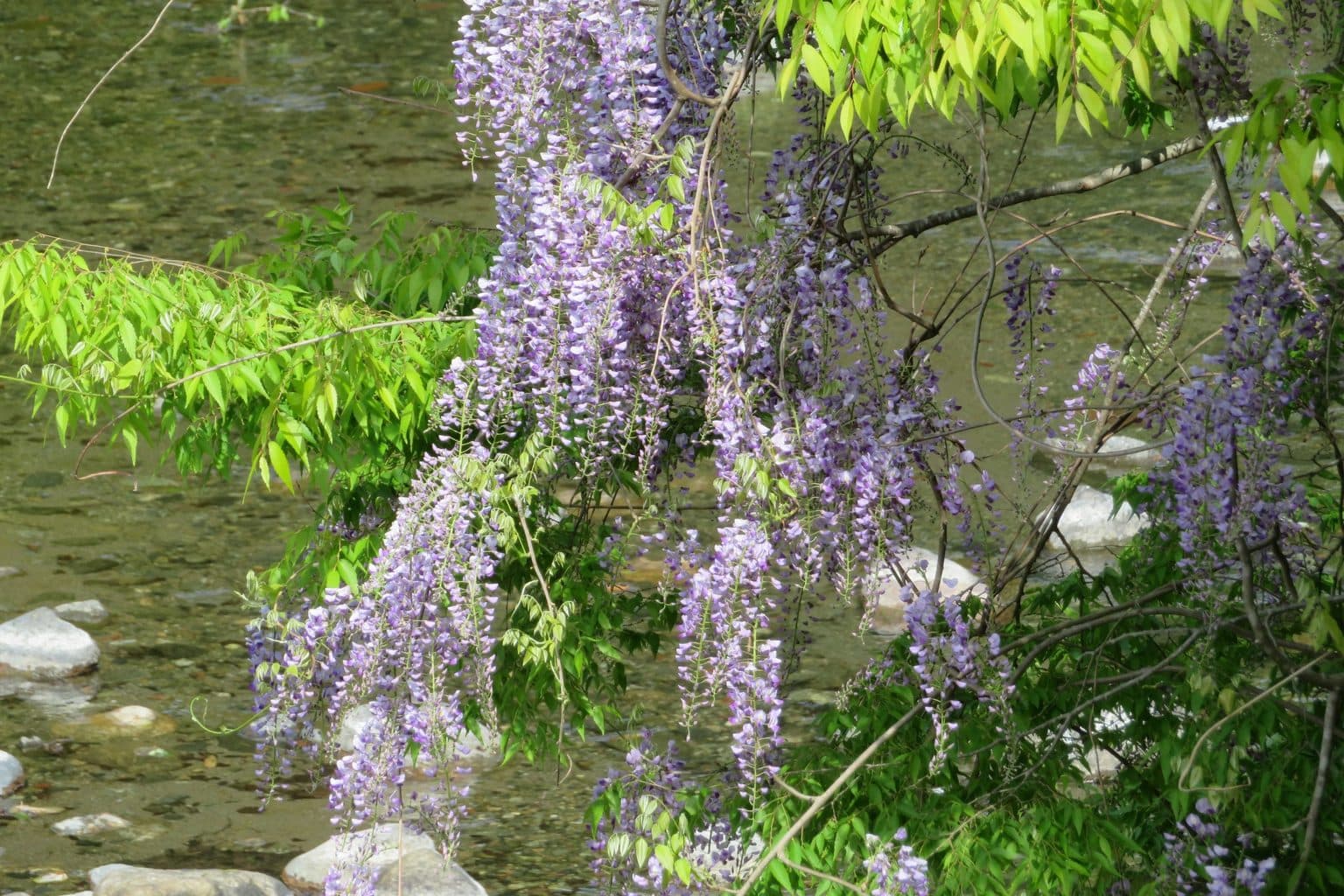 Lavender wisteria flower clusters hanging from a vine over a shallow rocky creek