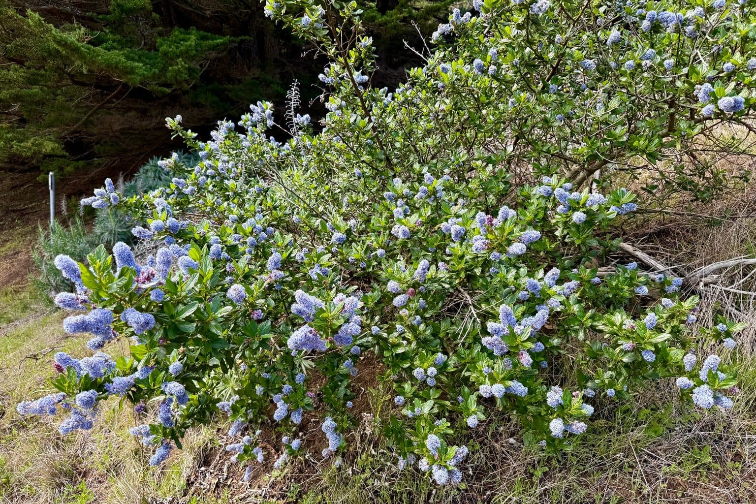 A blueblossom ceanothus shrub covered in pale blue flower clusters on a coastal hillside at Golden Gate National Recreation Area