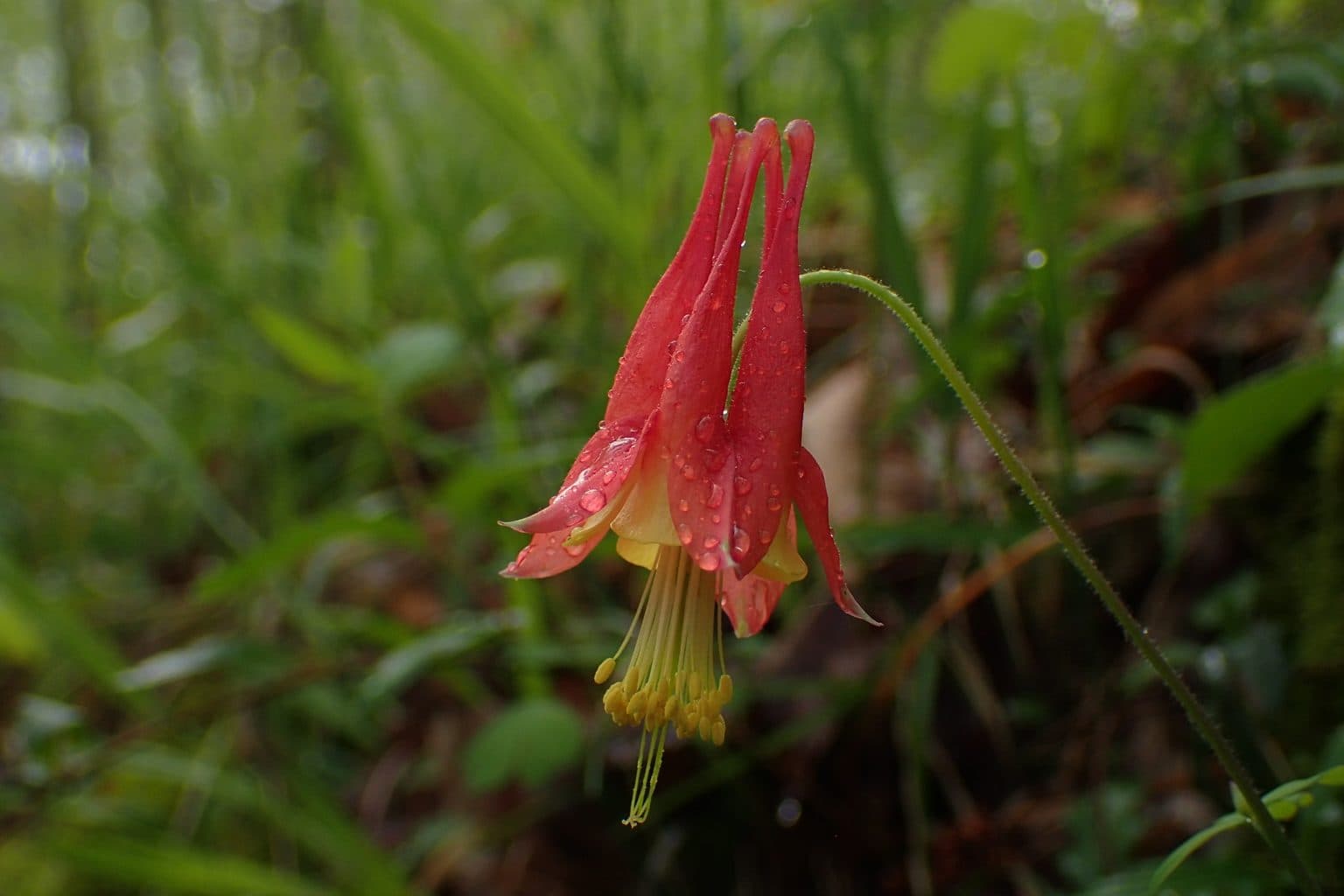 A nodding red and yellow columbine flower with raindrops