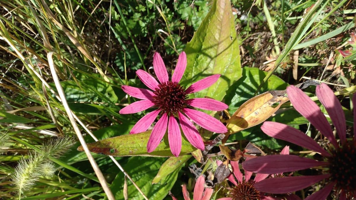 A pink-purple coneflower bloom among grasses