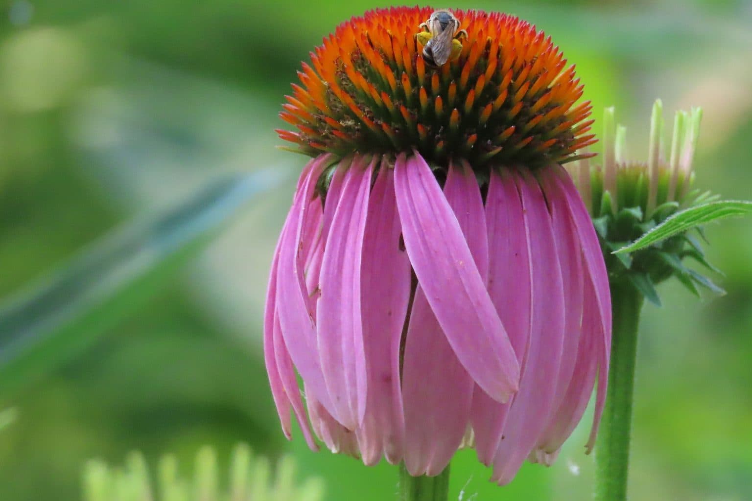 A purple coneflower with drooping pink petals and a bee on its orange cone