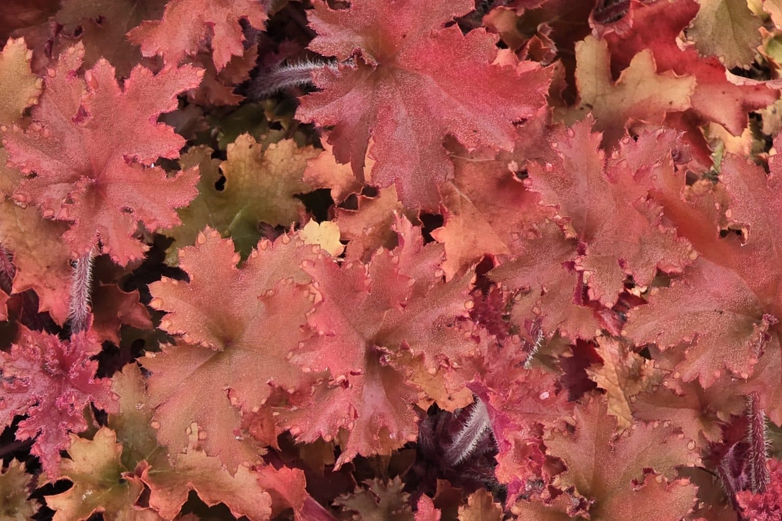 Ruffled coral-colored coral bells leaves