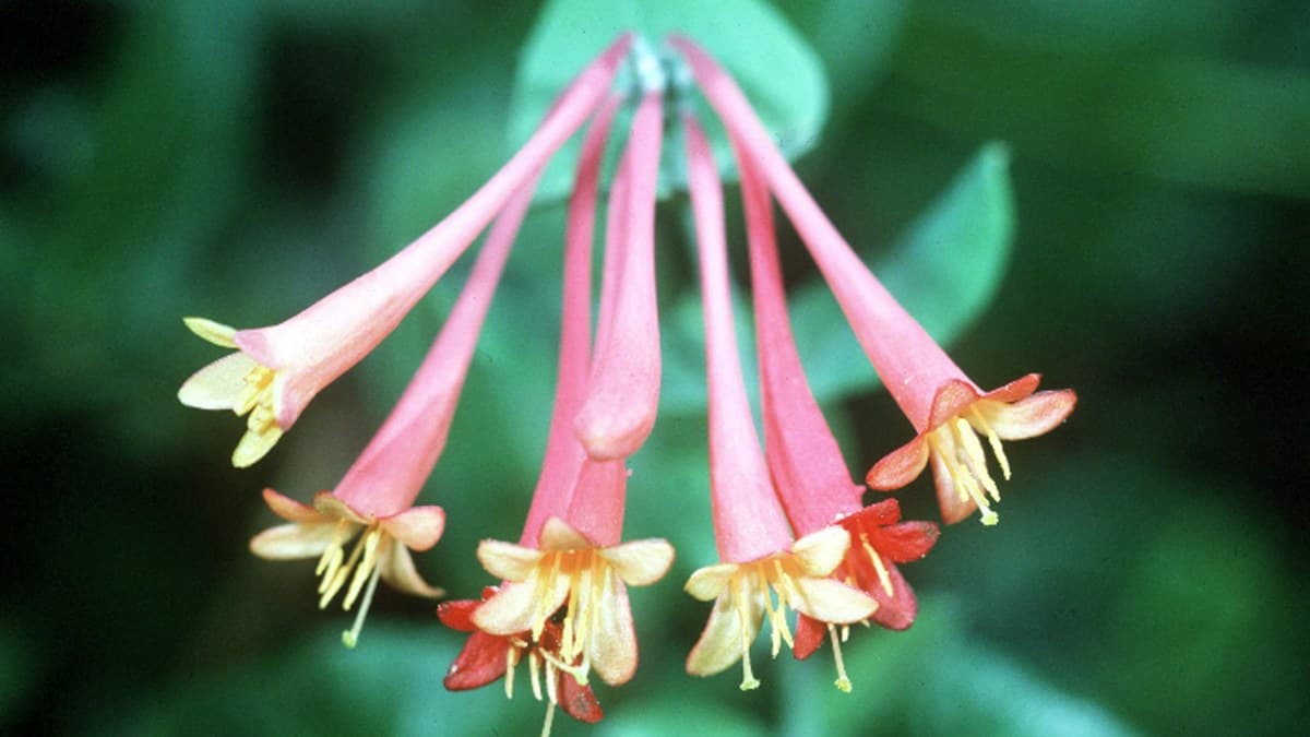 A cluster of Coral Honeysuckle flowers, pink to coral tubular blooms flaring open to yellow throats, against green leaves