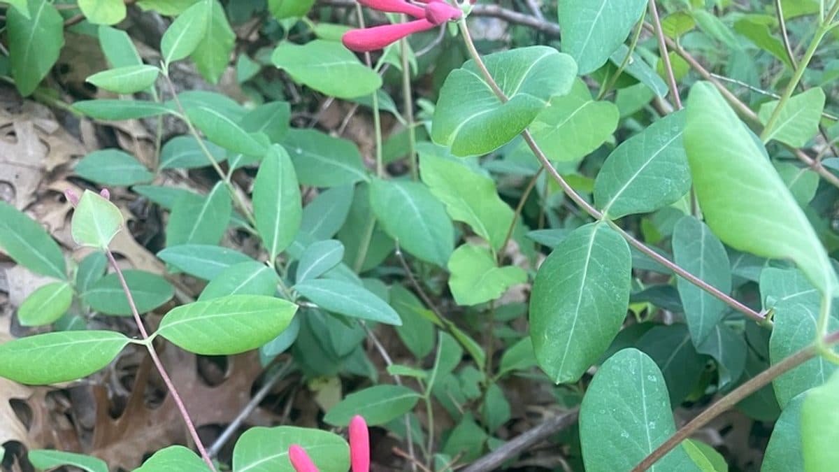 Coral Honeysuckle vine showing paired blue-green leaves and unopened pink-red flower buds