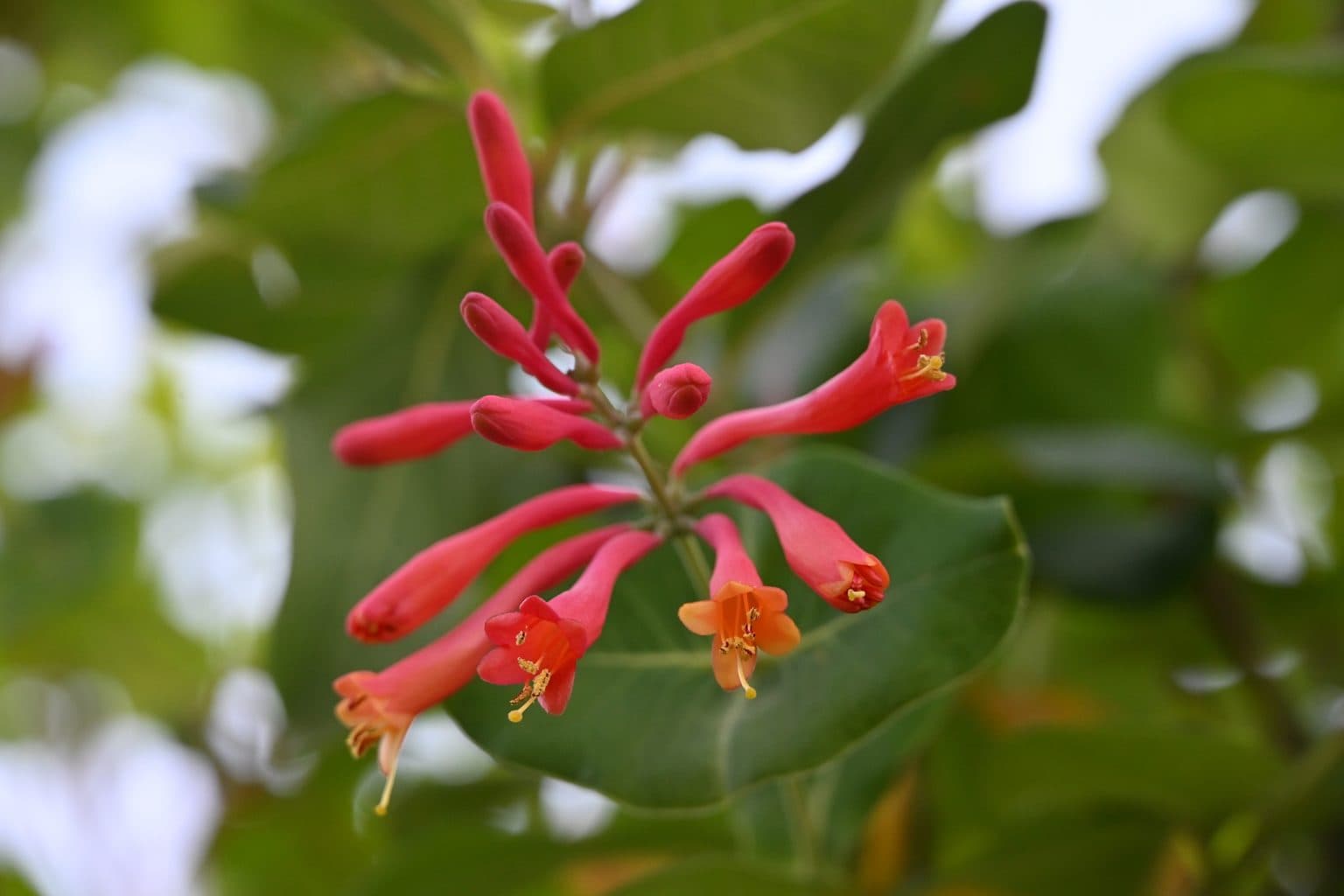 A cluster of slender red coral honeysuckle flowers with yellow-orange tips