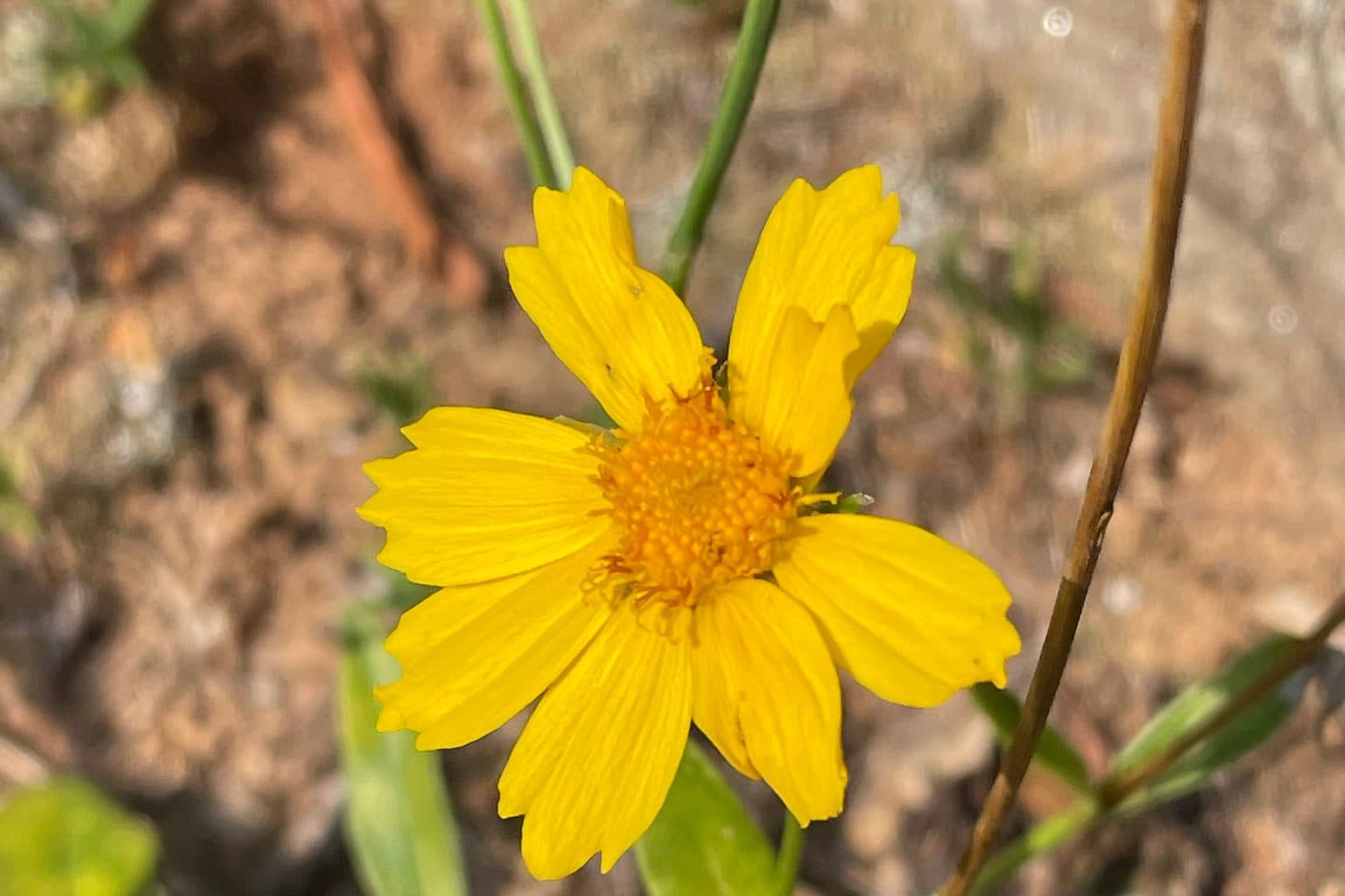 A single yellow lanceleaf coreopsis flower with toothed petals