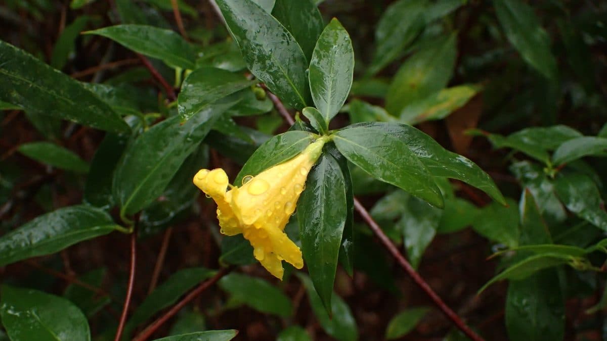 A yellow Carolina jessamine flower with raindrops among glossy leaves
