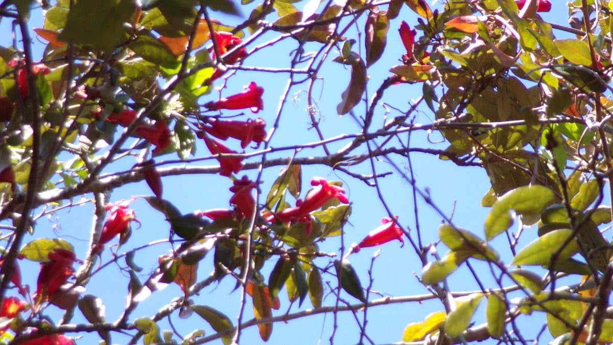 Red tubular crossvine flowers against a blue sky