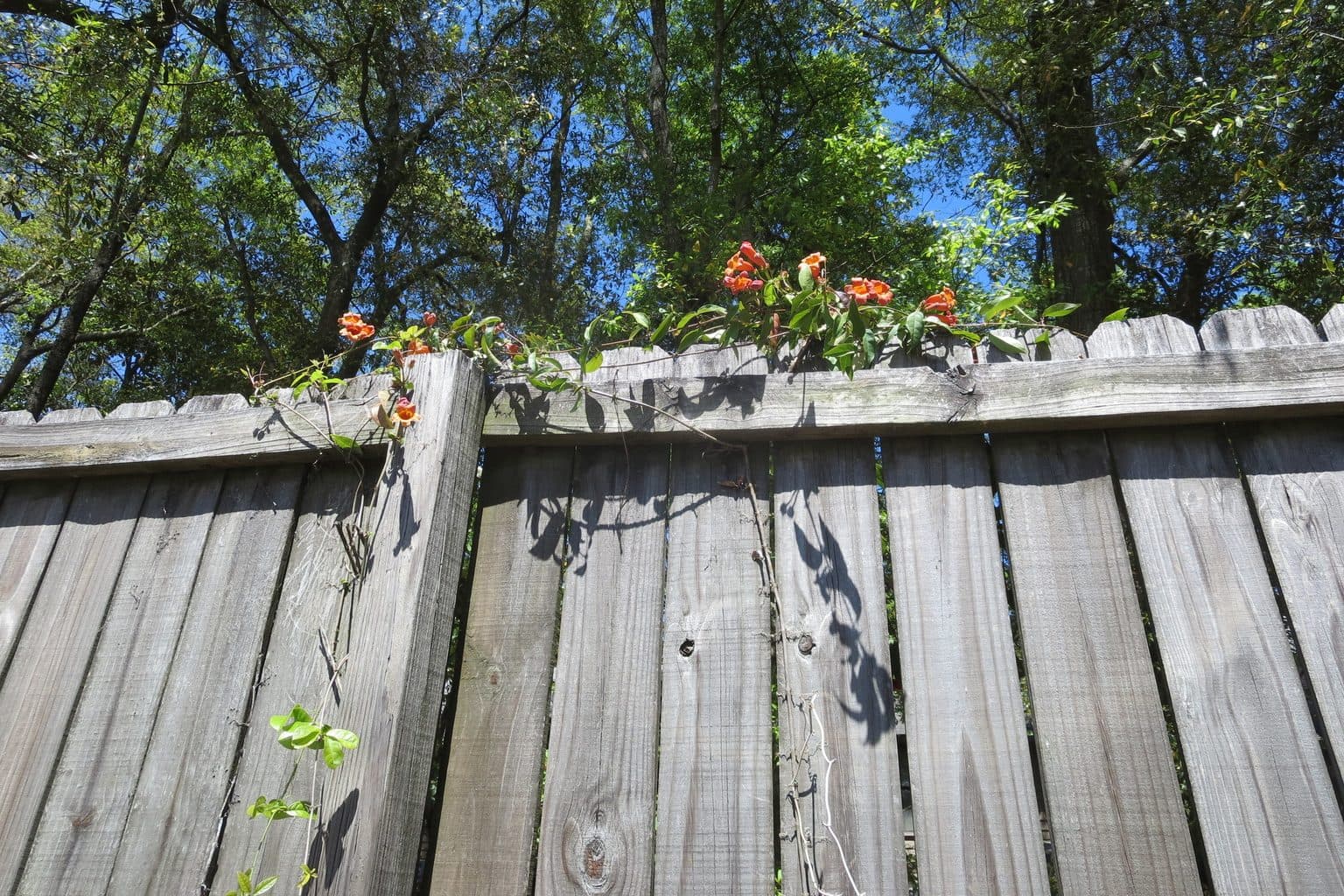 Crossvine with orange-red flowers growing over a wooden fence