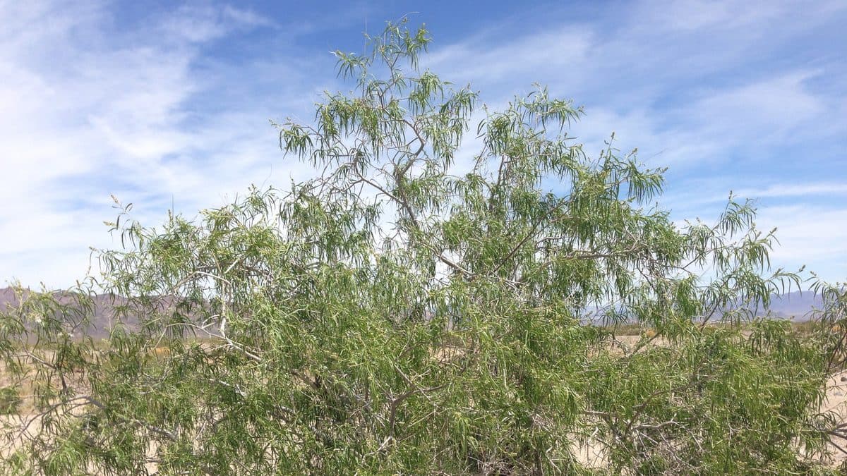 A Desert Willow tree with narrow willow-like leaves against the sky