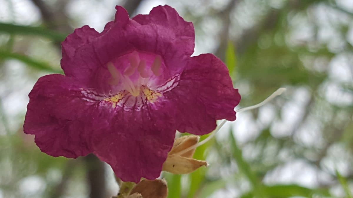 A close-up of a magenta Desert Willow trumpet flower