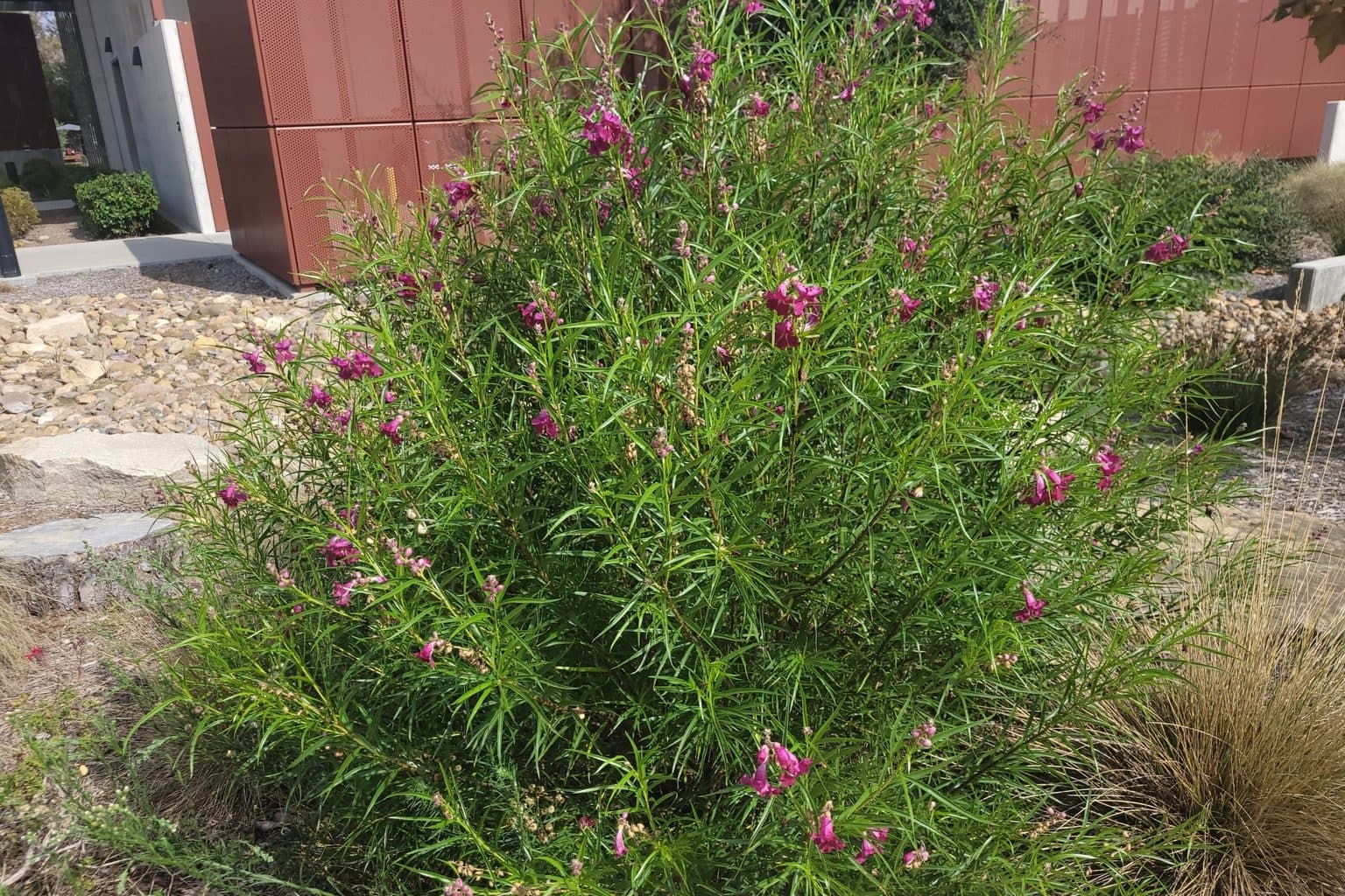 A flowering Desert Willow shrub in a landscaped bed beside a building