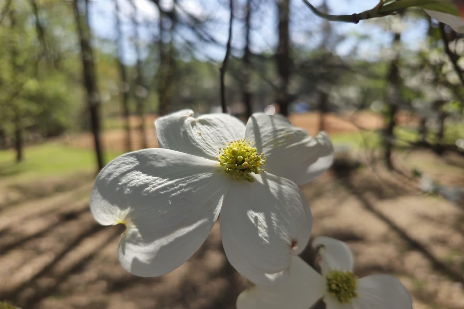 A white flowering dogwood bloom in spring
